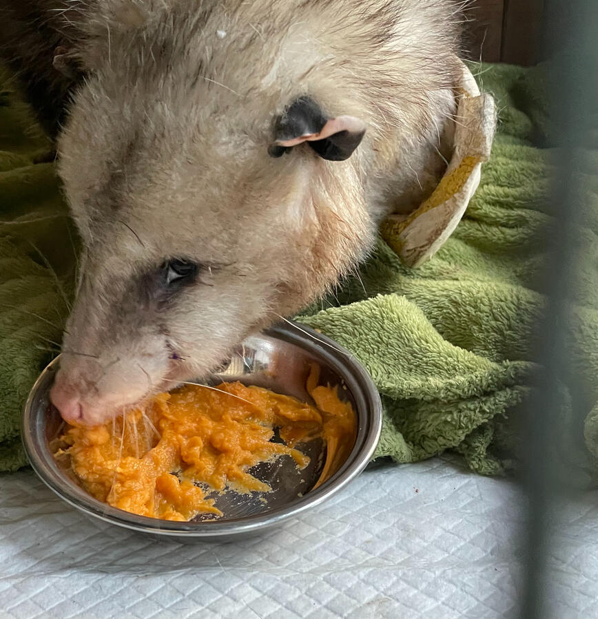 Im on a special diet, I broke my jaw :-(