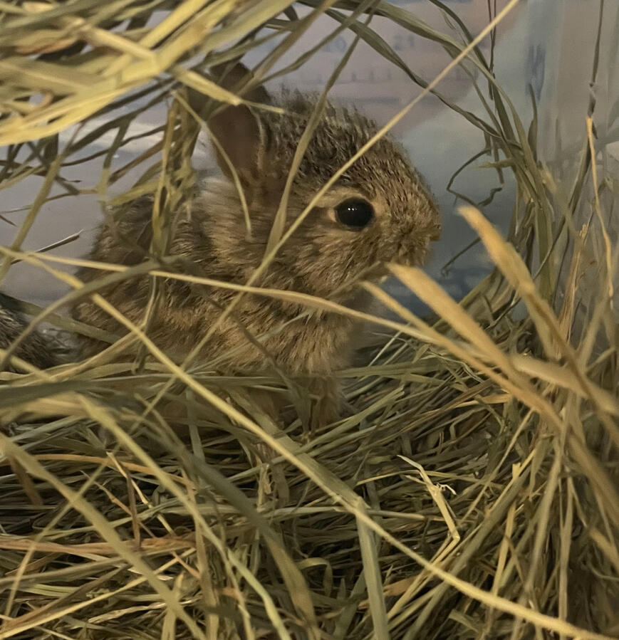 Here comes baby Cottontail!