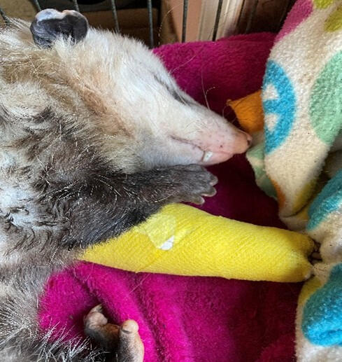 Kiss it and make it better