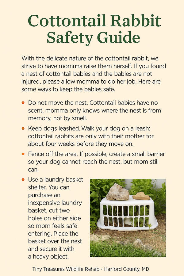 Cottontail Safety Guide